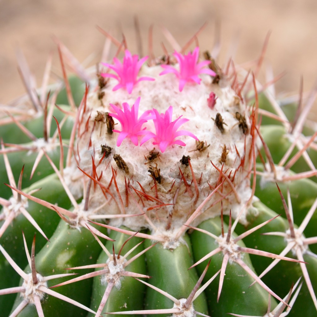 Colorful Colombia: Desierto de la&nbsp;Tatacoa